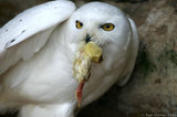 Snowy Owl Eating A Dead Chick T2E8822